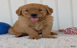 Golden Retriever dogs for sale: Porter - Image 10