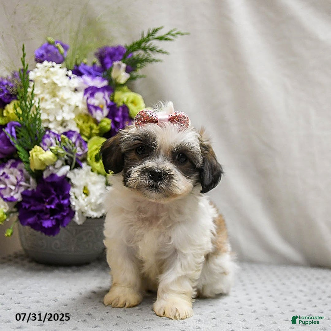 Teddy Bear dogs for sale: Waffles - Image 2