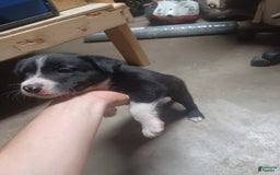 Border Collie dogs for sale: Wave - Image 2