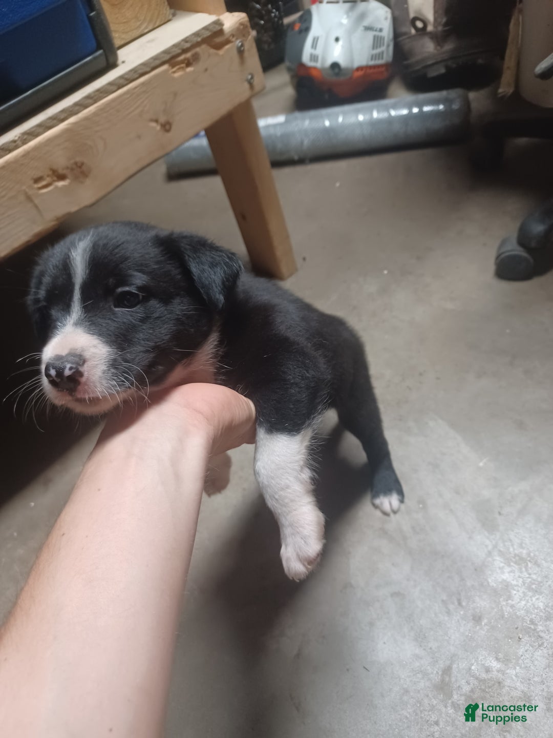 Border Collie dogs for sale: Wave - Image 2