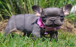 French Bulldog dogs for sale: Bridget - Image 5
