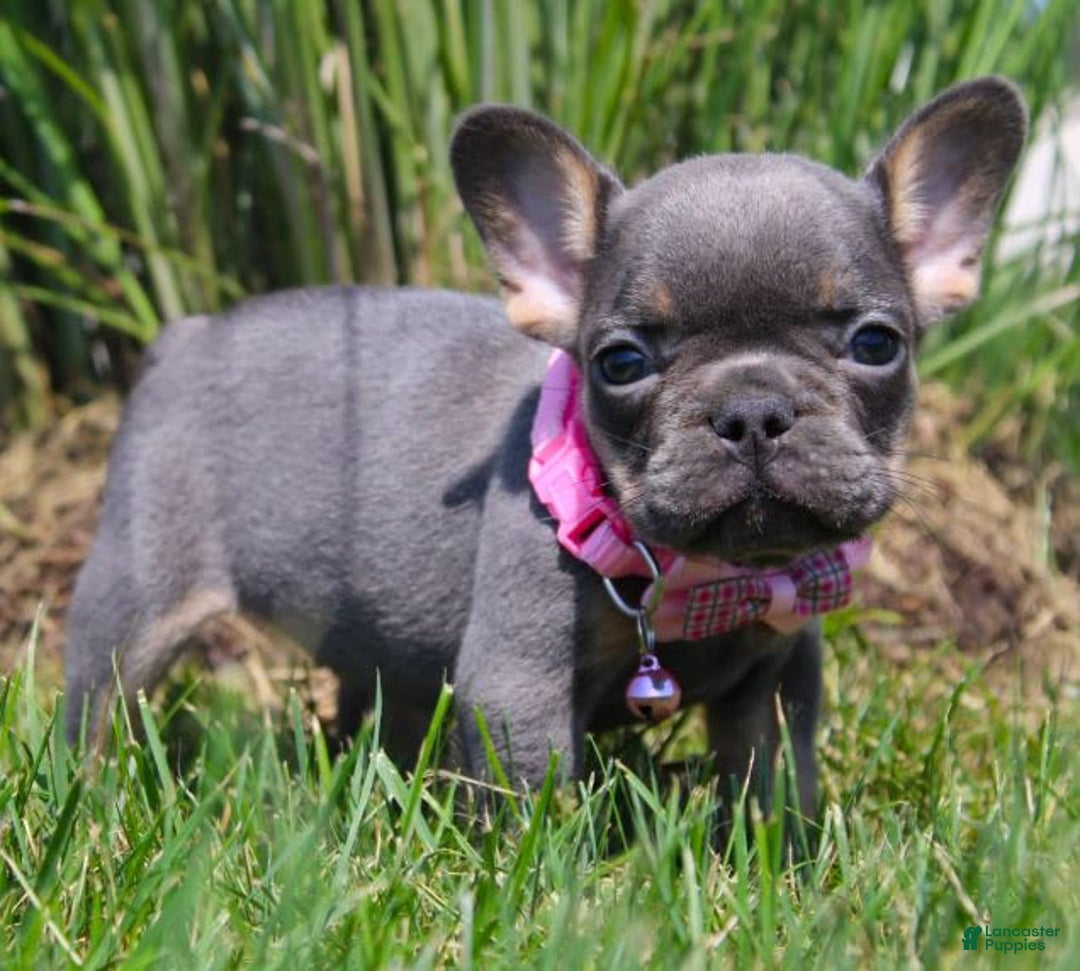 French Bulldog dogs for sale: Bridget - Image 5