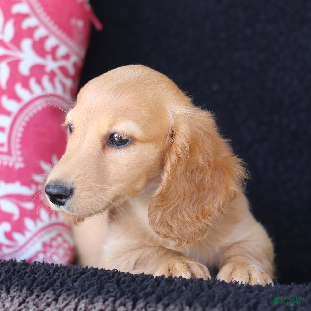Miniature Dachshund dogs for sale: Frisco - Image 5