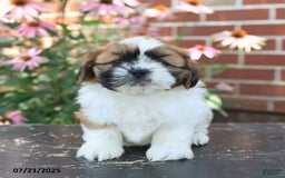 Shih Tzu dogs for sale: Dante - Image 5