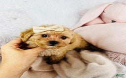 Toy Poodle dogs for sale: Precious - Image 2