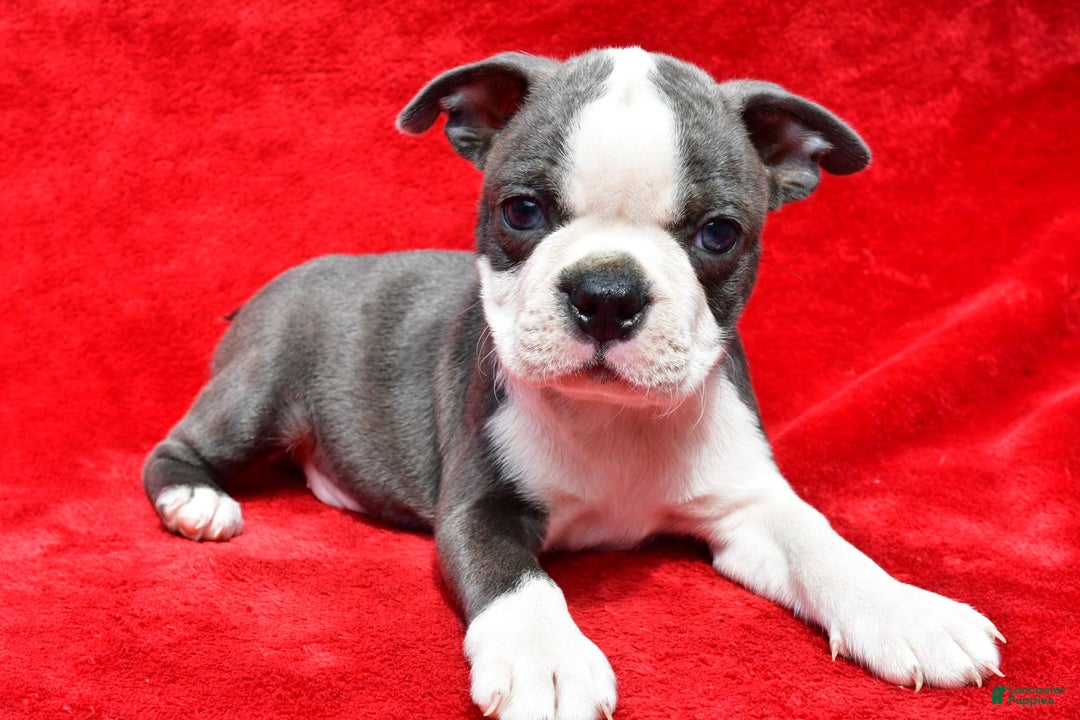 Boston Terrier dogs for sale: Boston Terrier 9 puppies - Image 7