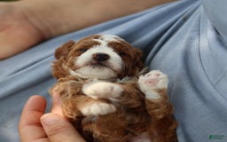 Toy Poodle dogs for sale: Dewey - Image 8