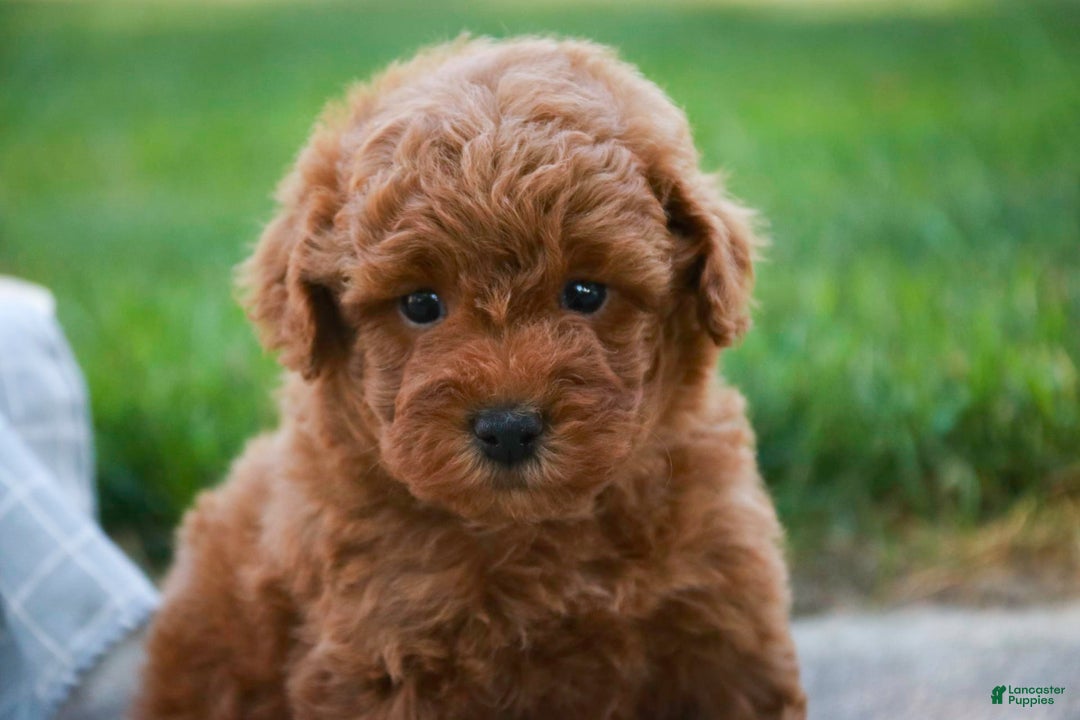 Miniature Poodle dogs for sale: Jackson - Image 8