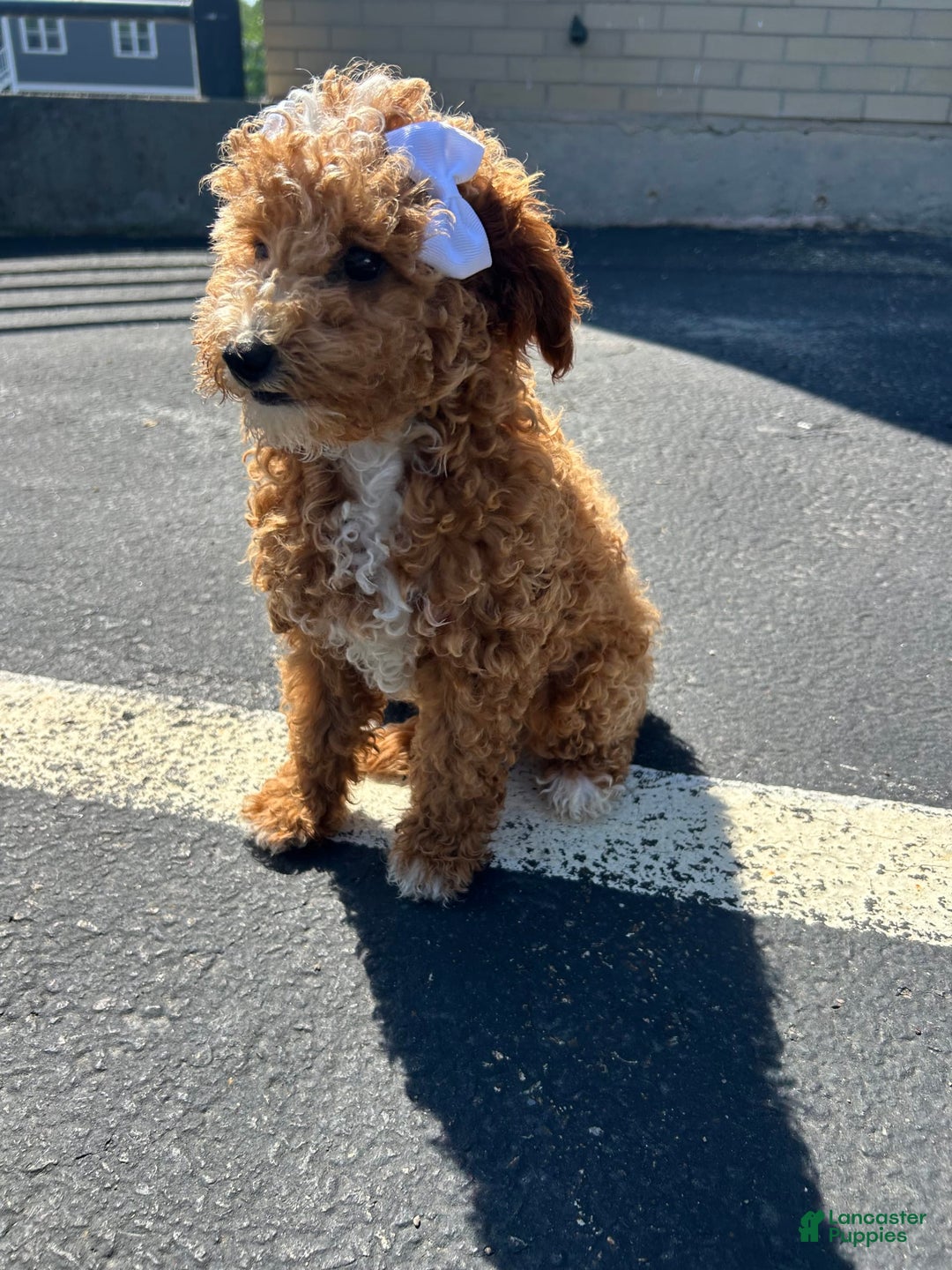 Mini Goldendoodle dogs for sale: Sweet Pea - Image 2
