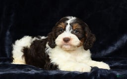 Cavapoo dogs for sale: Jones - Image 7