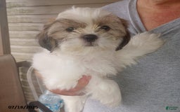 Shih Tzu dogs for sale: Bitty - Image 3