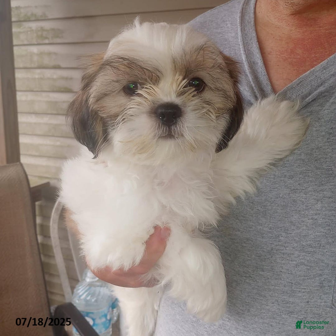 Shih Tzu dogs for sale: Bitty - Image 3