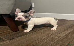 French Bulldog dogs for sale: Violet - Image 1
