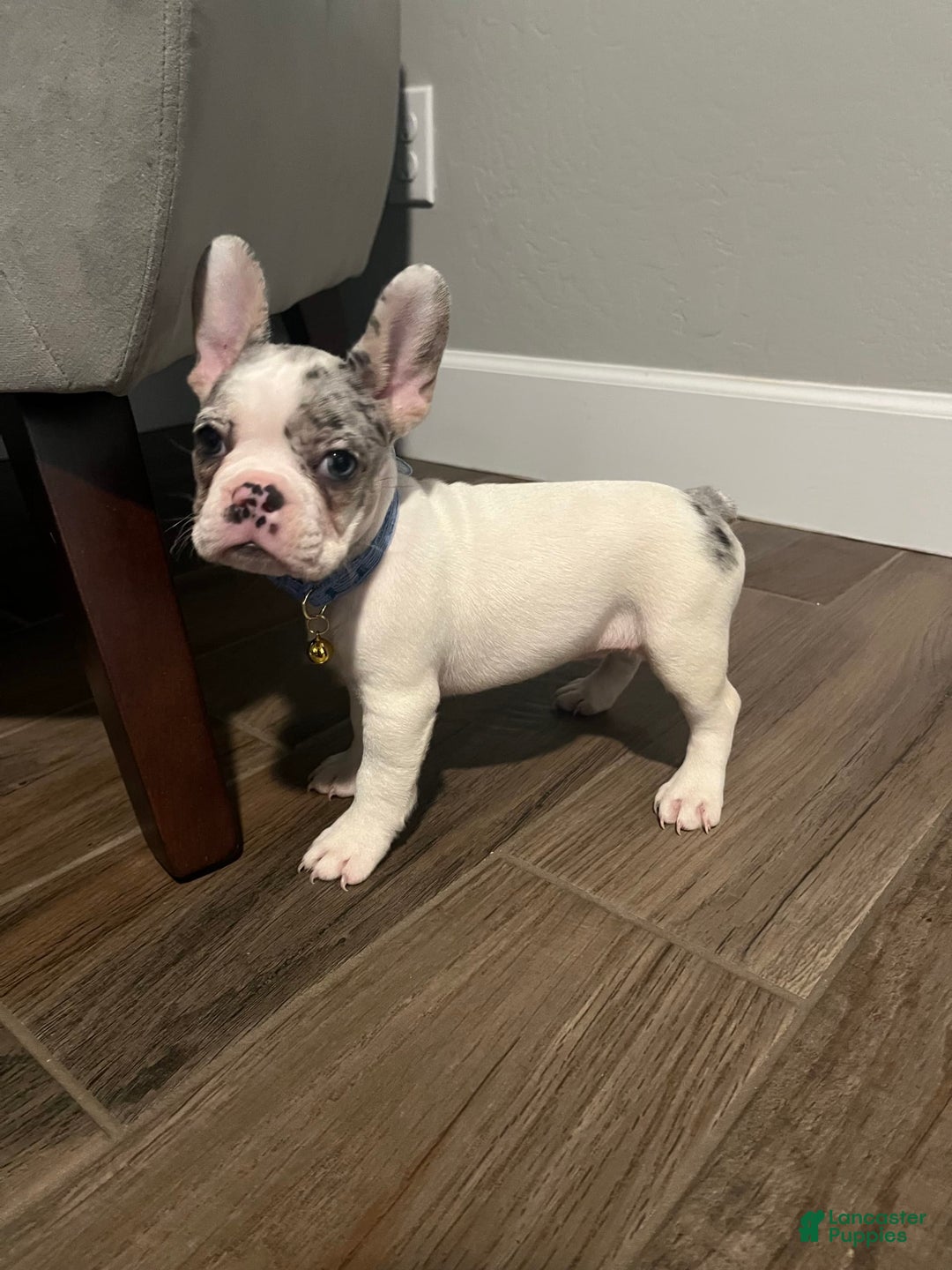 French Bulldog dogs for sale: Violet - Image 1