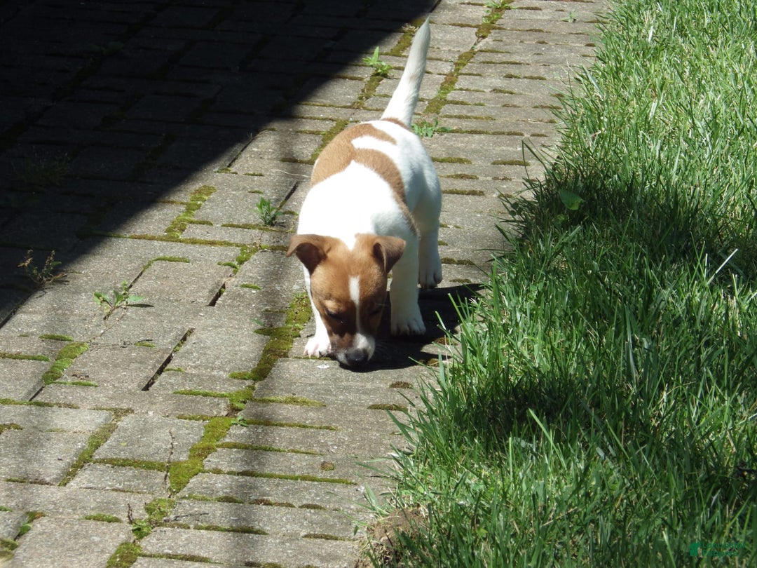 Jack Russell Terrier dogs for sale: Fillmore - Image 2