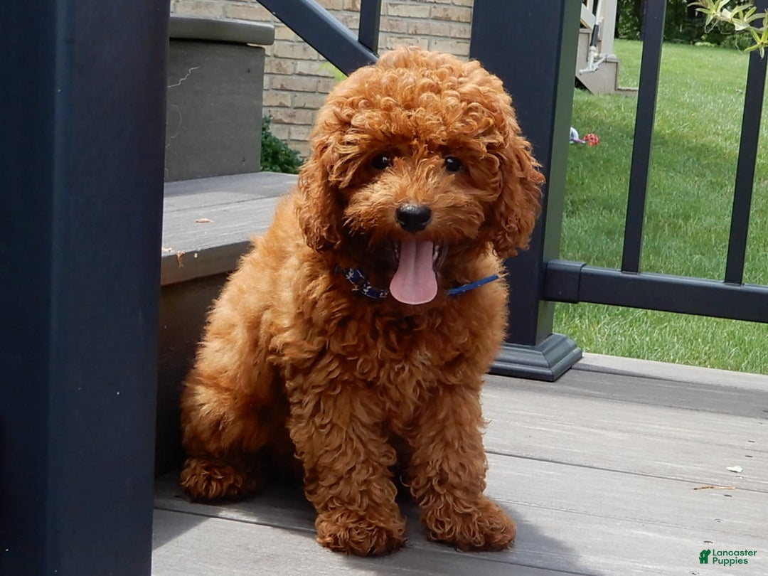 Cavapoo dogs for sale: Biscuit - Image 2