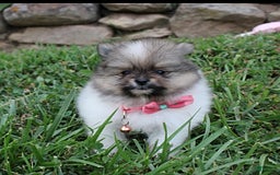 Pomeranian dogs for sale: Kylie - Image 14