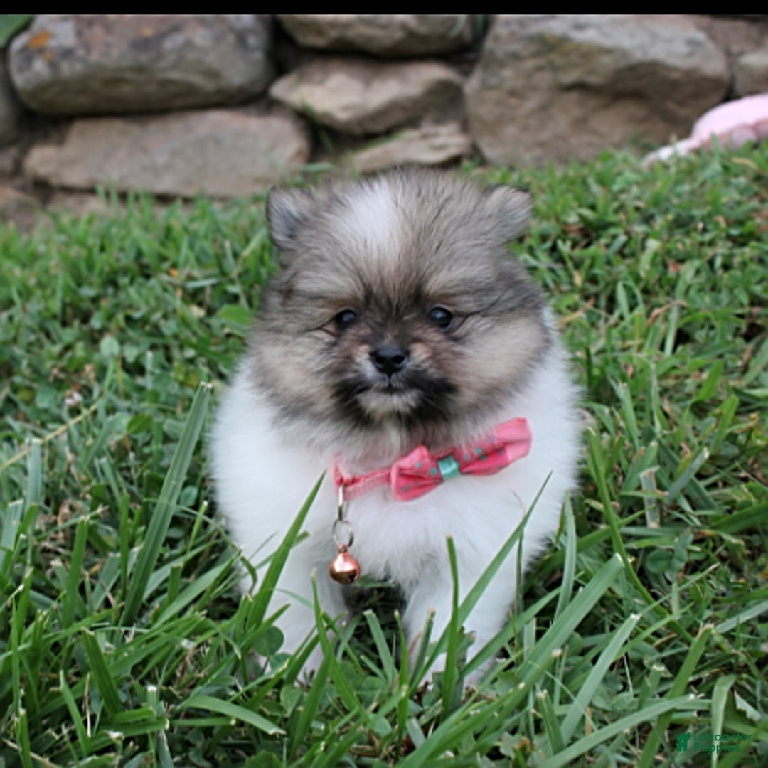 Pomeranian dogs for sale: Kylie - Image 14