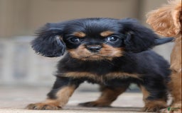 Cavalier King Charles Spaniel dogs for sale: Bentley - Image 19