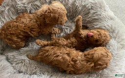 Toy Poodle dogs for sale: Aphrodite - Image 4