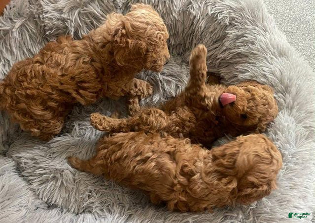 Toy Poodle dogs for sale: Aphrodite - Image 4