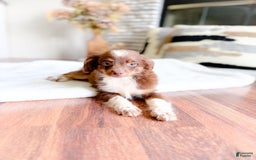Mini Aussiedoodle dogs for sale: Trey - Image 1