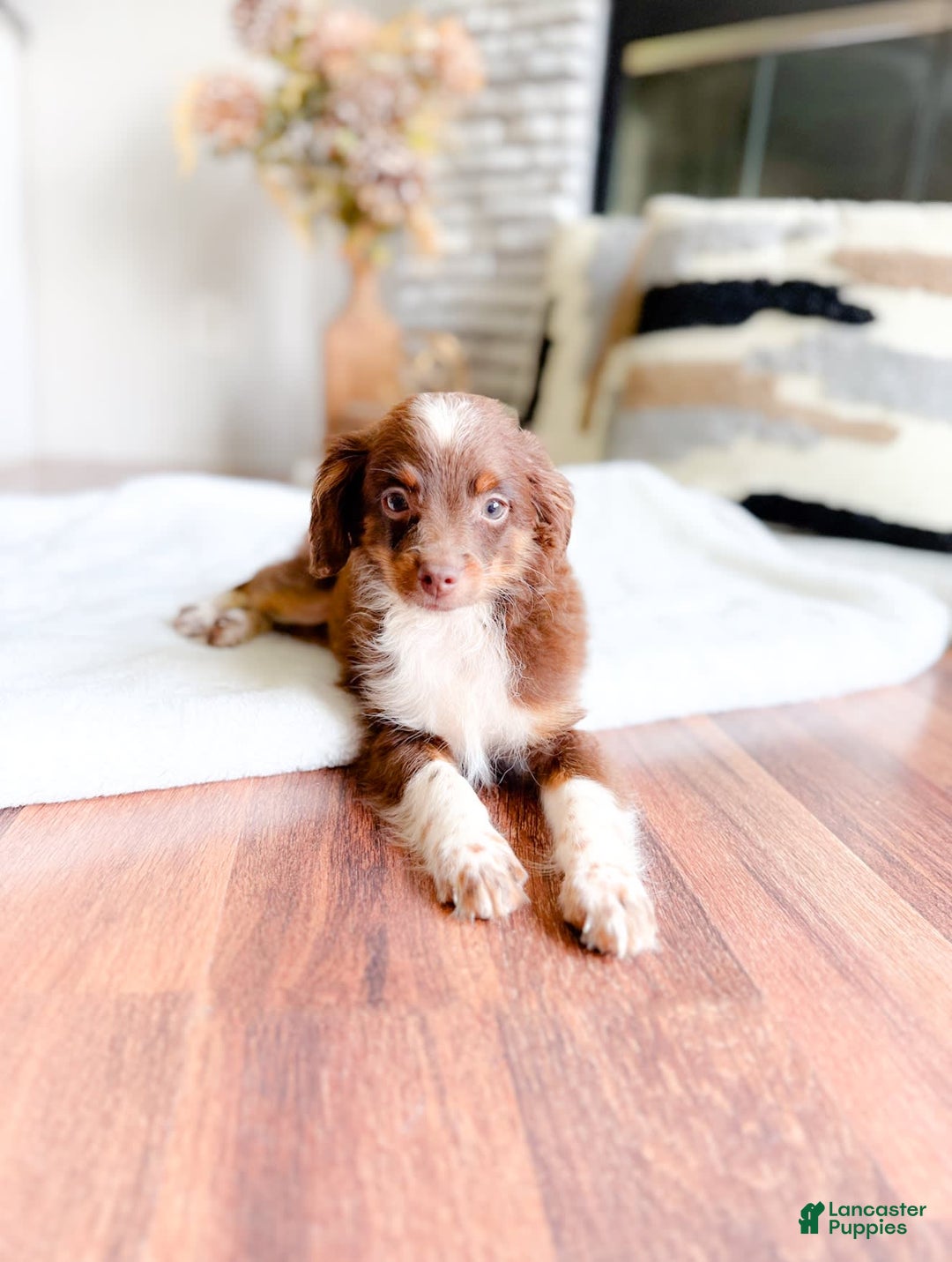 Mini Aussiedoodle dogs for sale: Trey - Image 1