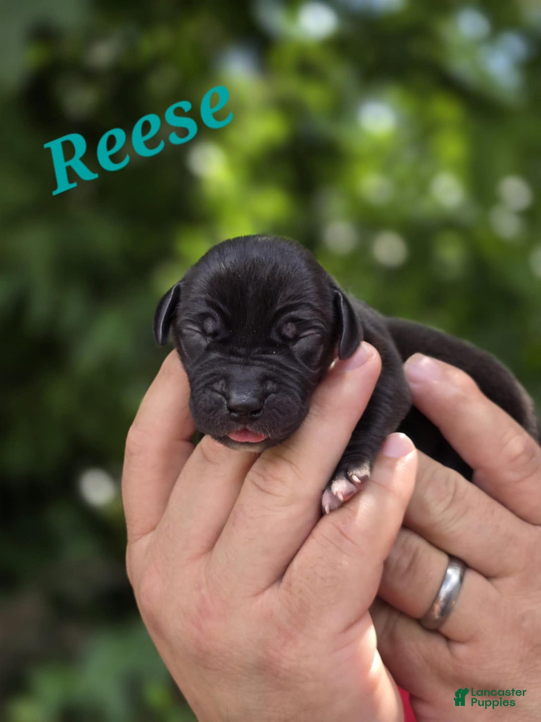 Great Dane dogs for sale: Reese - Image 2