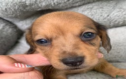 Miniature Dachshund dogs for sale: Baby Cosmo - Image 2