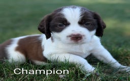 English Springer Spaniel dogs for sale: Champion - Image 1