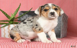 Beabull dogs for sale: Wranger - Image 5