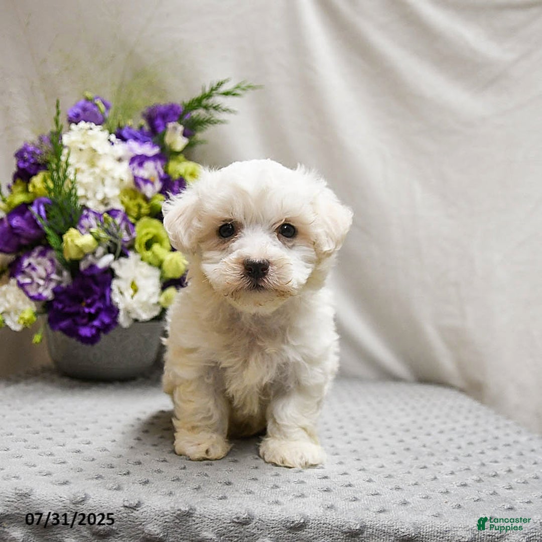 Teddy Bear dogs for sale: Twix - Image 3