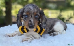 Miniature Dachshund dogs for sale: Trigger - Image 6
