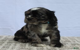 Cocker Spaniel dogs for sale: Reggie - Image 2