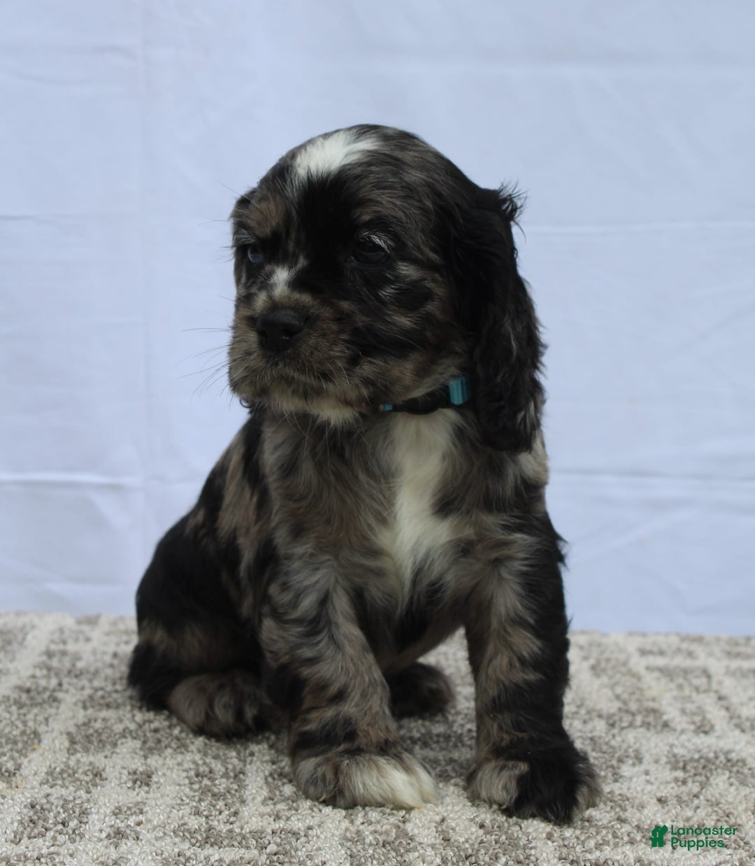 Cocker Spaniel dogs for sale: Reggie - Image 2