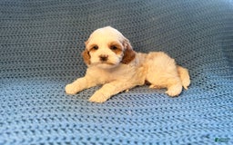 Maltipoo dogs for sale: Biscuit - Image 4