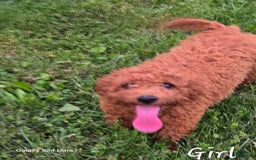 Cockapoo dogs for sale: Alice - Image 3
