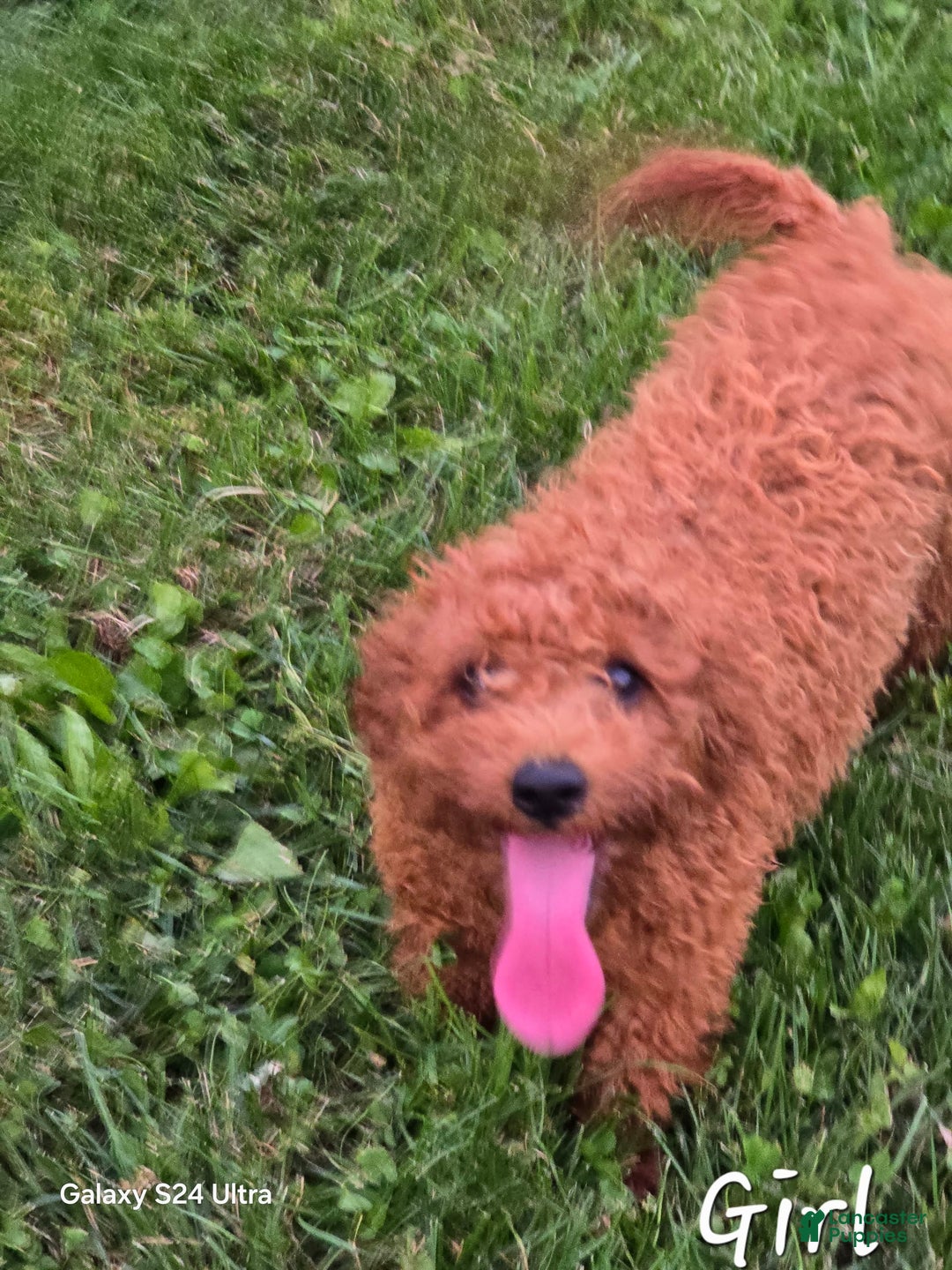 Cockapoo dogs for sale: Alice - Image 3