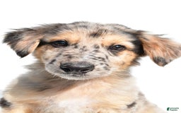 German Shepherd dogs for sale: German Shepherd 3 puppies - Image 14