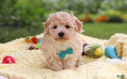 Havapoo dogs for sale: Mickey - Image 5