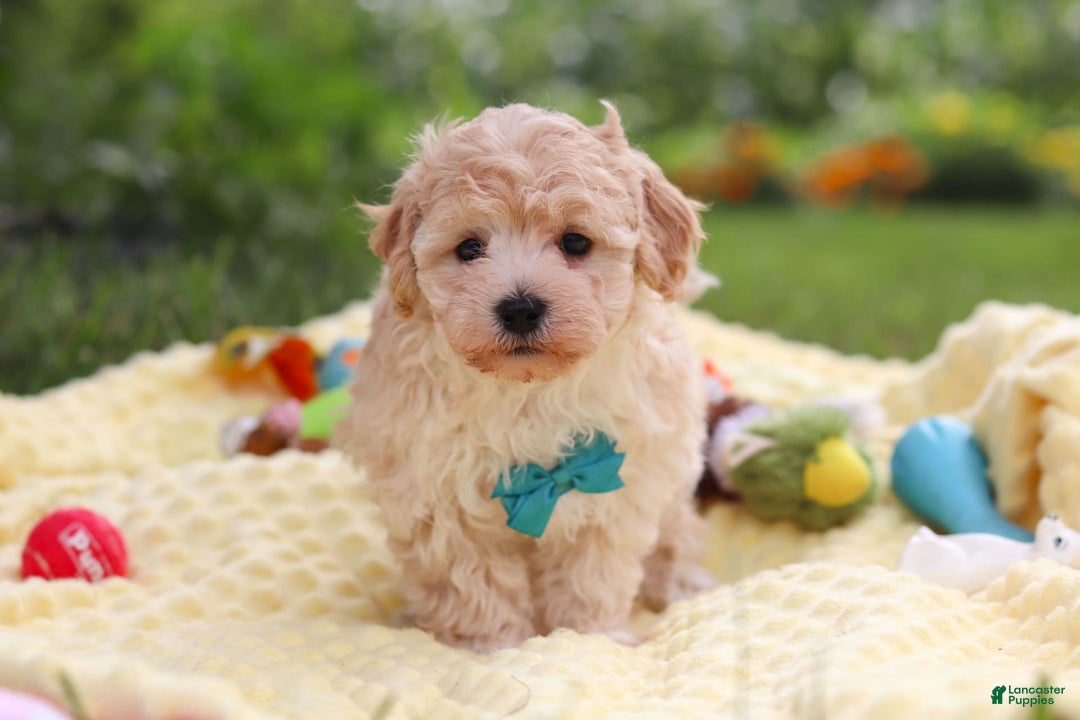 Havapoo dogs for sale: Mickey - Image 5