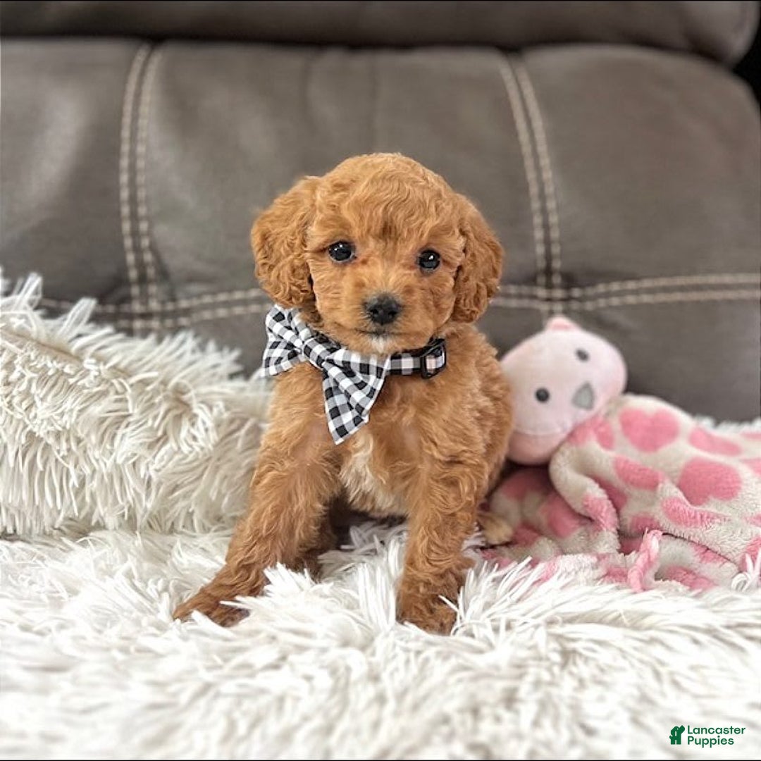 Mini Goldendoodle dogs for sale: Minnie Mini F1b - Image 10