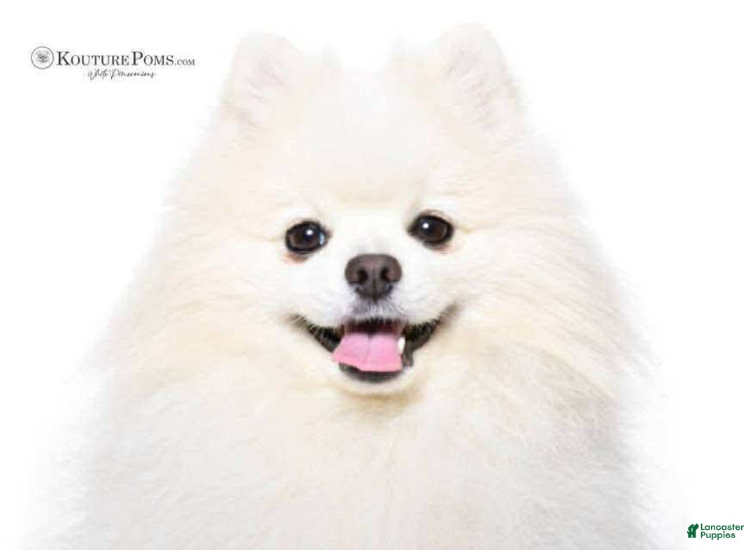 Pomeranian dogs for sale: Luca - Image 7