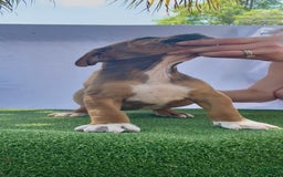 South African Boerboels dogs for sale: Shannon - Image 3