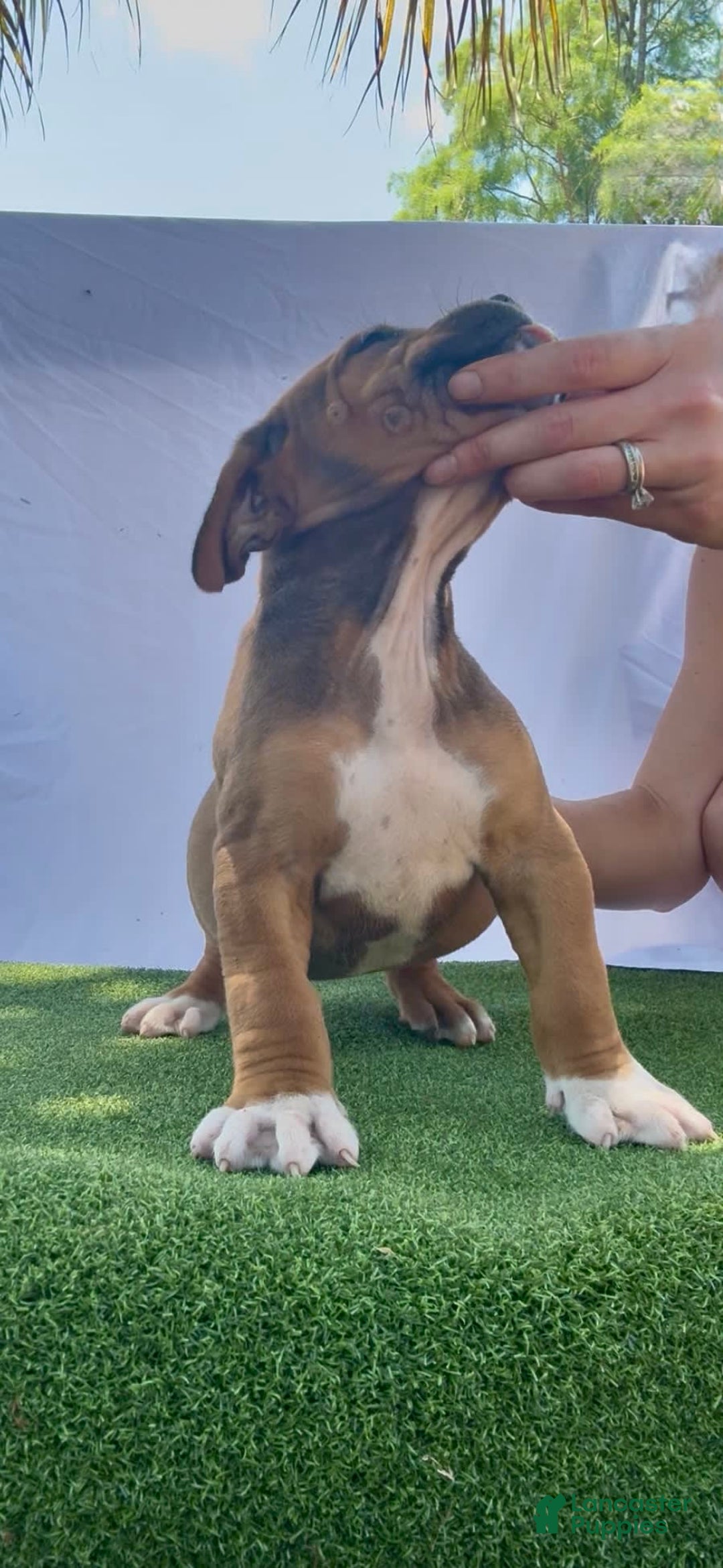 South African Boerboels dogs for sale: Shannon - Image 3