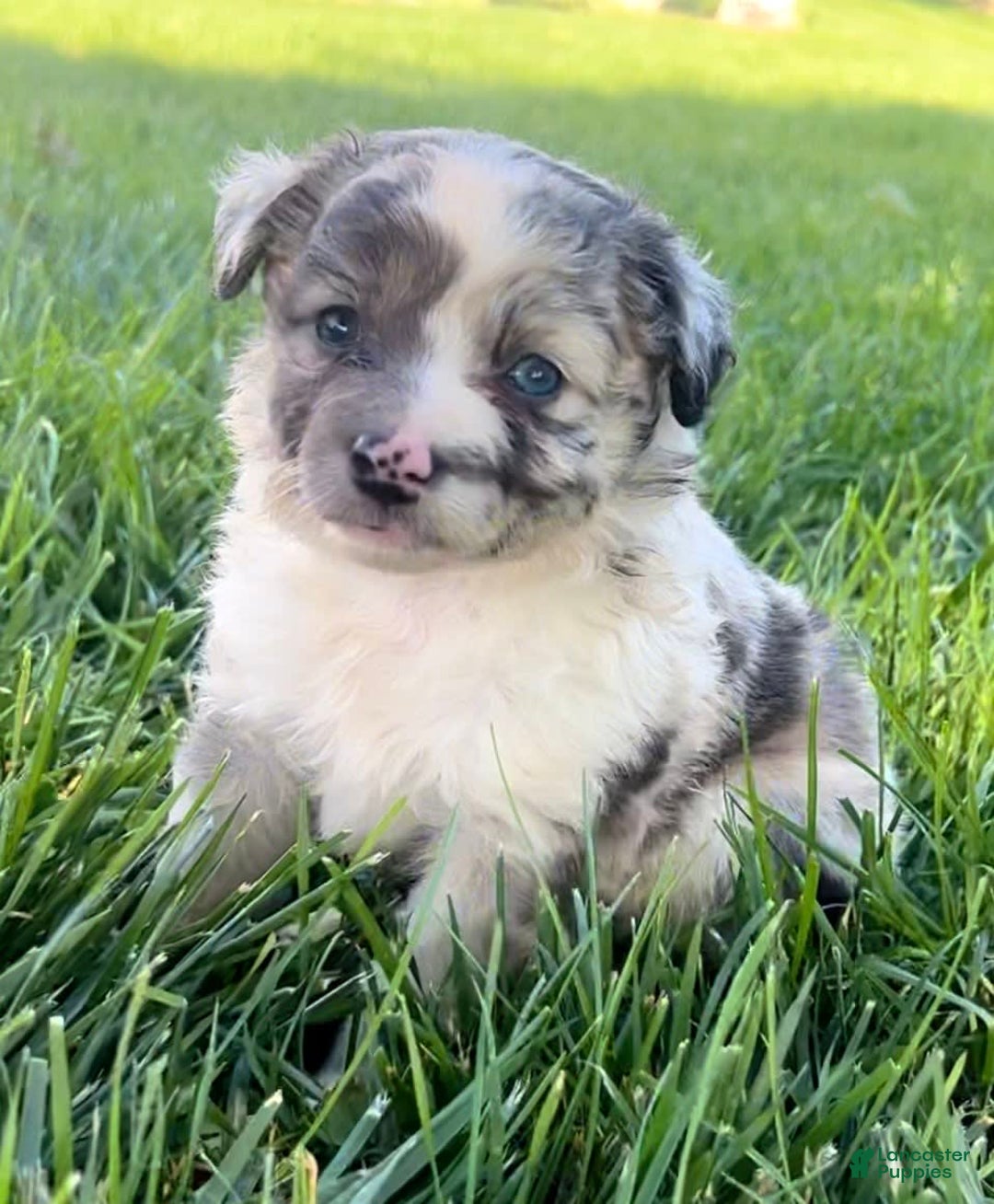 Mini Aussiedoodle dogs for sale: Talli - Listing for pets: Jasmine, Talli, Kya, Lani, Lucy, Bean, Baxter - Image 8