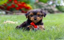 Yorkshire Terrier dogs for sale: Frankie - Image 1