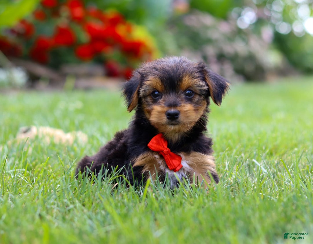 Yorkshire Terrier dogs for sale: Frankie - Image 1