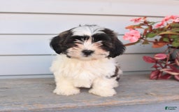 Teddy Bear dogs for sale: Lacy - Image 4