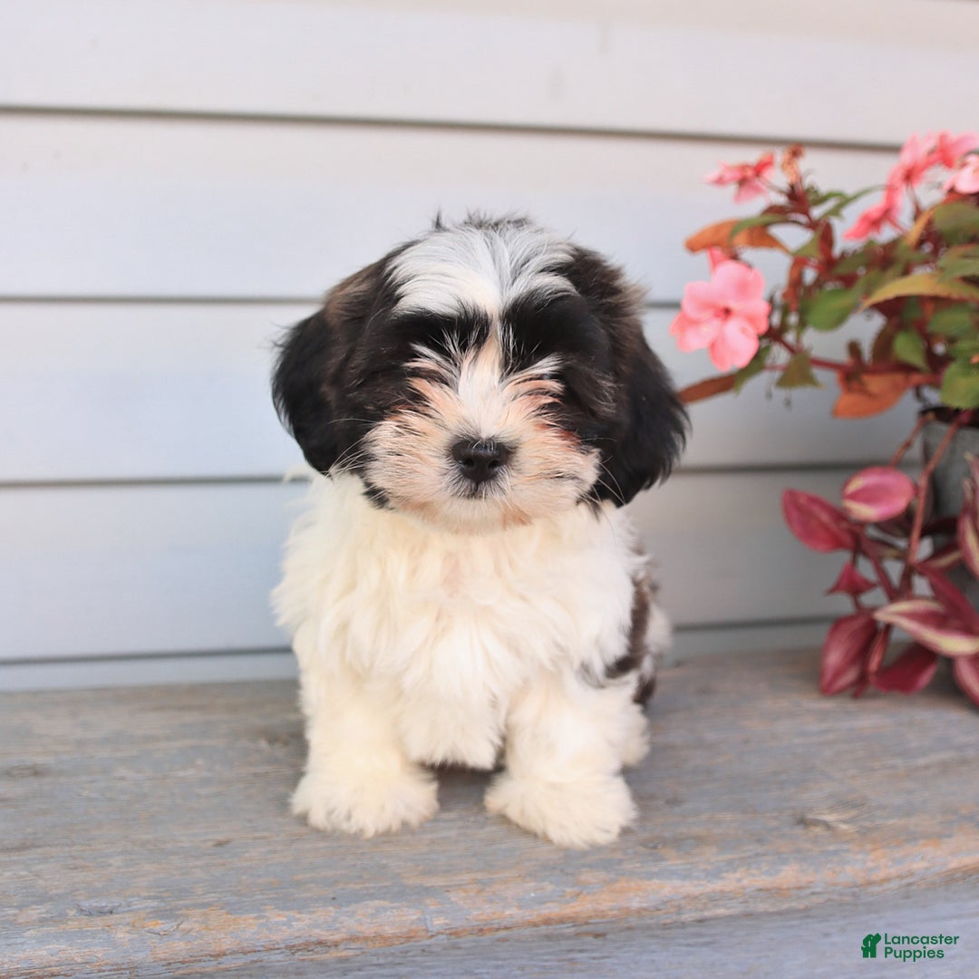 Teddy Bear dogs for sale: Lacy - Image 4